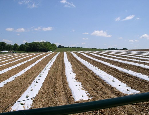 1200px-vegetables-grown-on-plastic-mulch